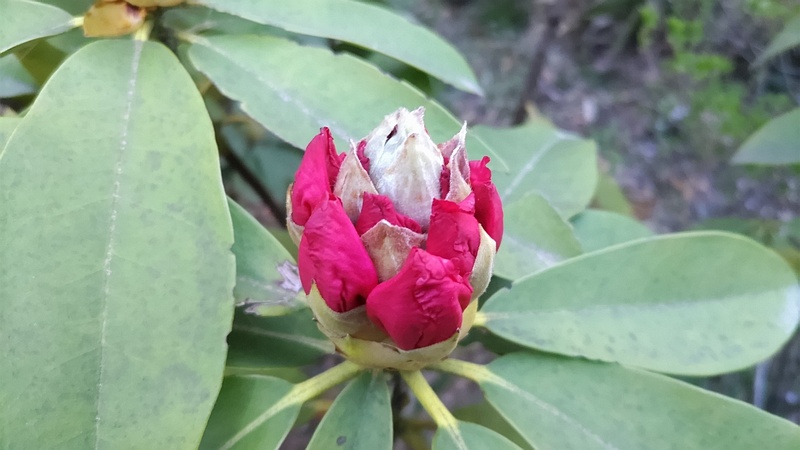 シャクナゲの花 東京都大田区平和島公園