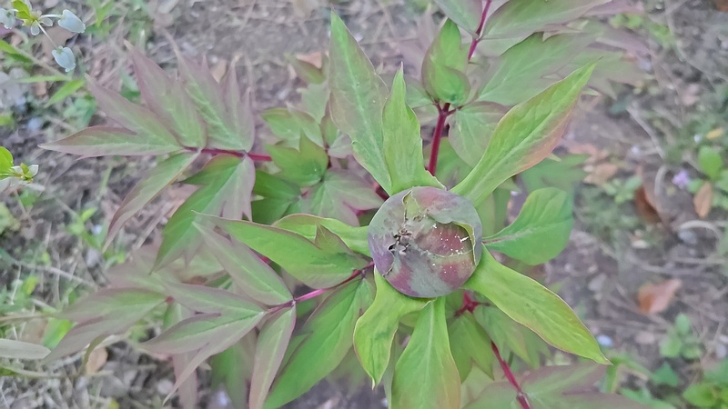 ボタンの蕾 東京都大田区平和島公園