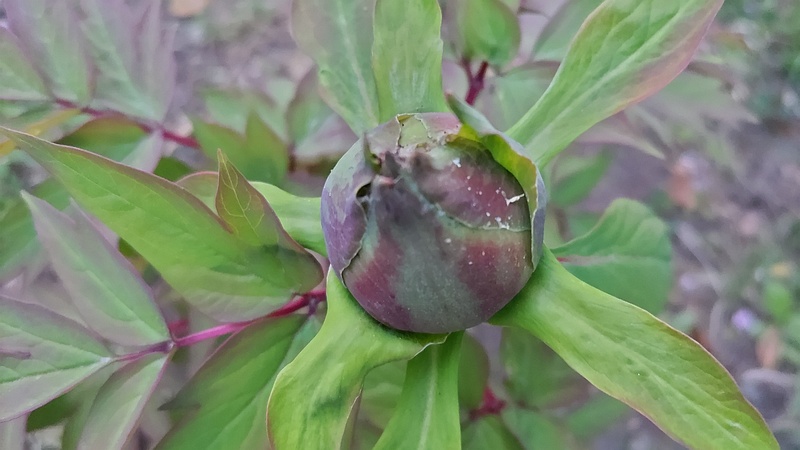 ボタンの蕾 東京都大田区平和島公園
