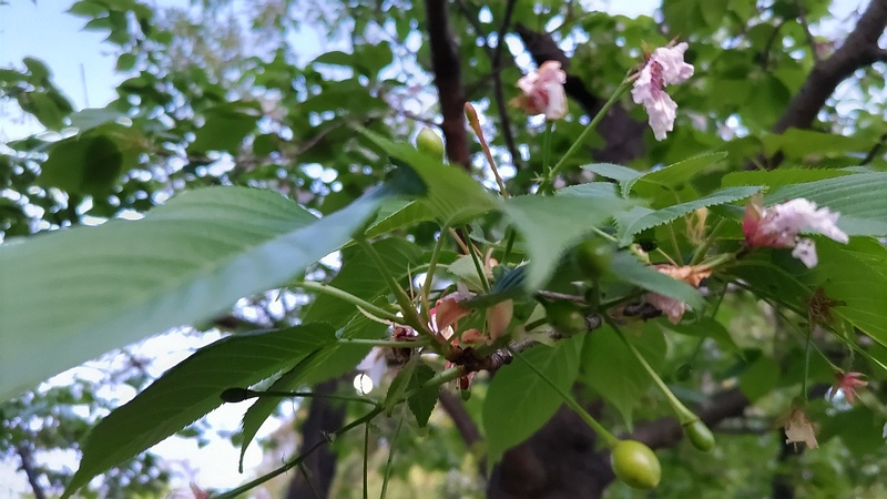 オオシマザクラの果実 東京都大田区平和島公園