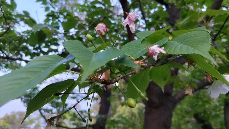 オオシマザクラの果実 東京都大田区平和島公園