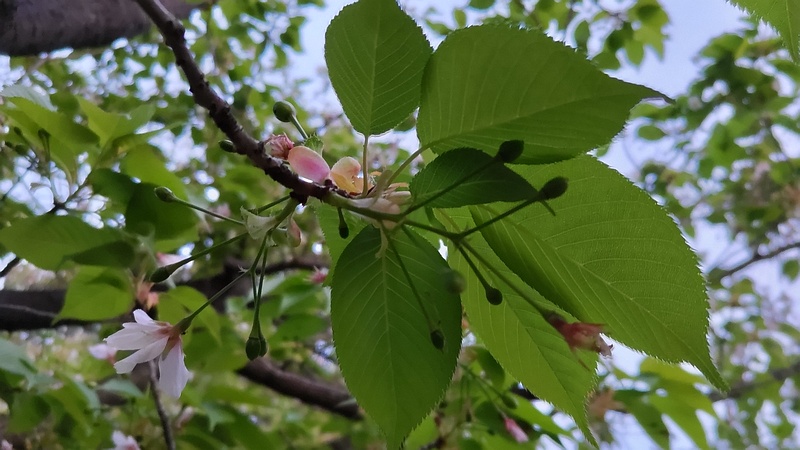 オオシマザクラの果実 東京都大田区平和島公園