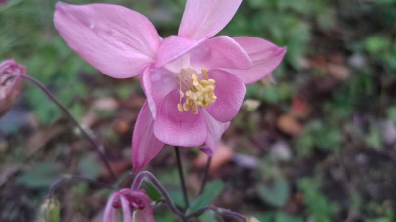 セイヨウオダマキの花 東京都大田区平和島公園