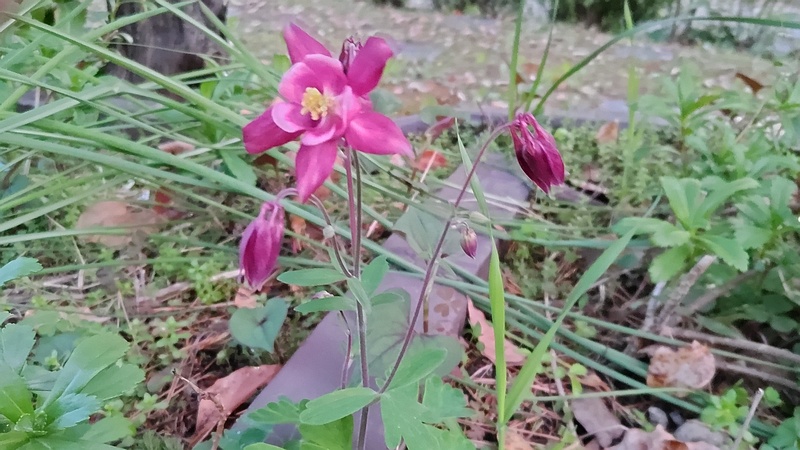 セイヨウオダマキの花 東京都大田区平和島公園