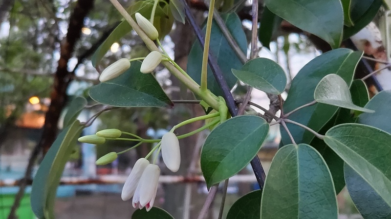 ムベの花 東京都大田区平和島公園