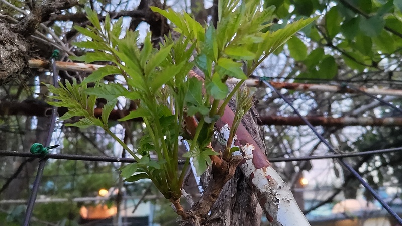 アメリカノウゼンカズラの新芽 東京都大田区平和島公園