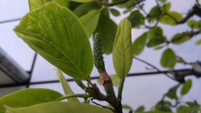 モクレンの花後 東京都大田区平和島公園