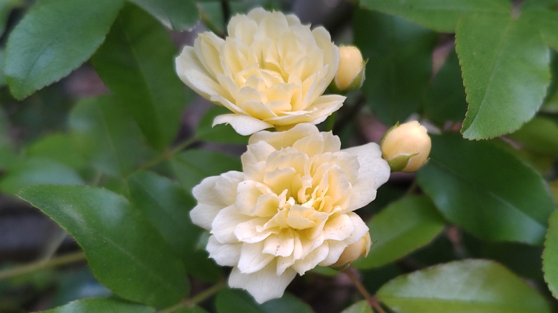 モッコウバラの花 東京都大田区平和の森公園