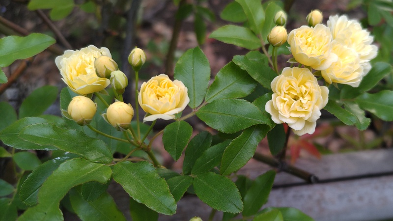 モッコウバラの花 東京都大田区平和の森公園