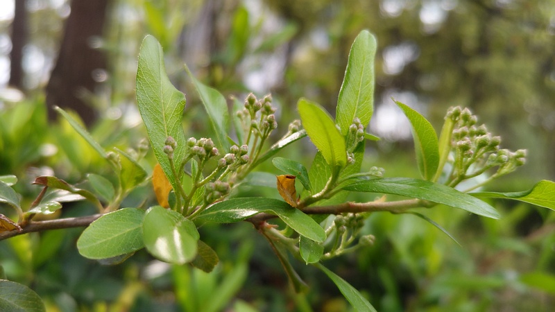 タチバナモドキの蕾 東京都大田区平和の森公園