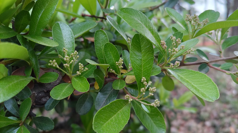 タチバナモドキの蕾 東京都大田区平和の森公園