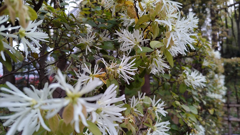 トキワマンサクの花 東京都大田区平和の森公園