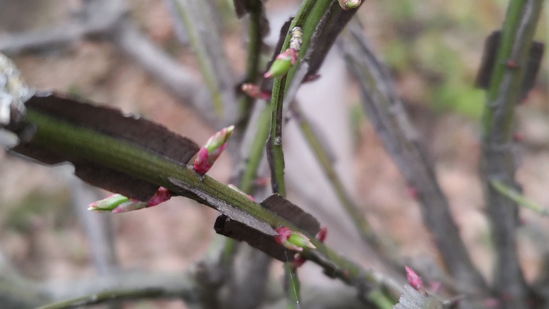 ニシキギの冬芽 東京都大田区平和の森公園