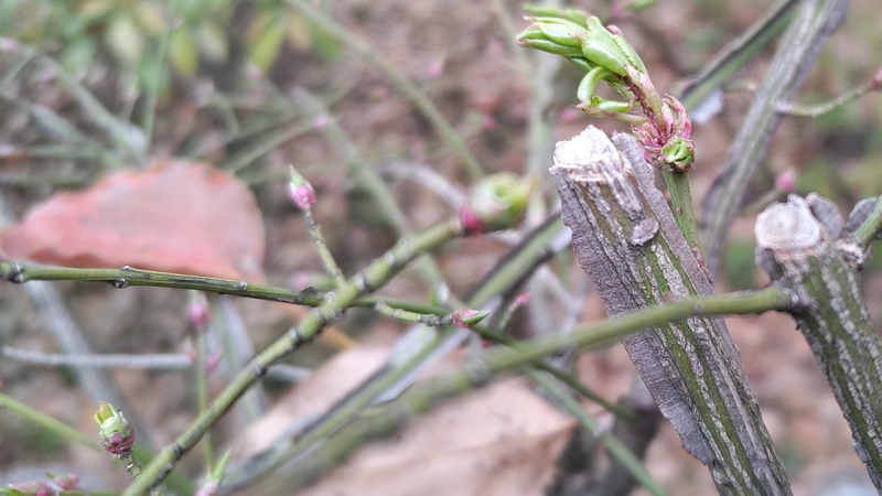 ニシキギの冬芽 東京都大田区平和の森公園