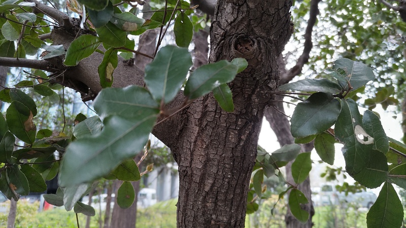 ウバメガシ 東京都大田区平和の森公園