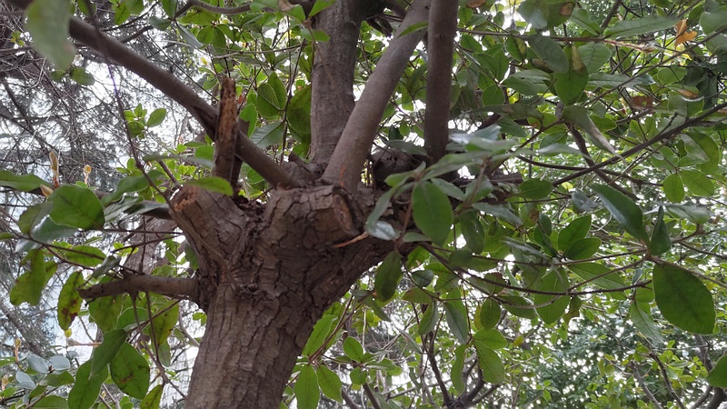 ウバメガシ 東京都大田区平和の森公園