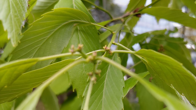クヌギの雌花 東京都大田区平和の森公園