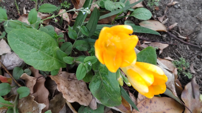 フリージアの花とキュウリグサ 東京都大田区平和島公園