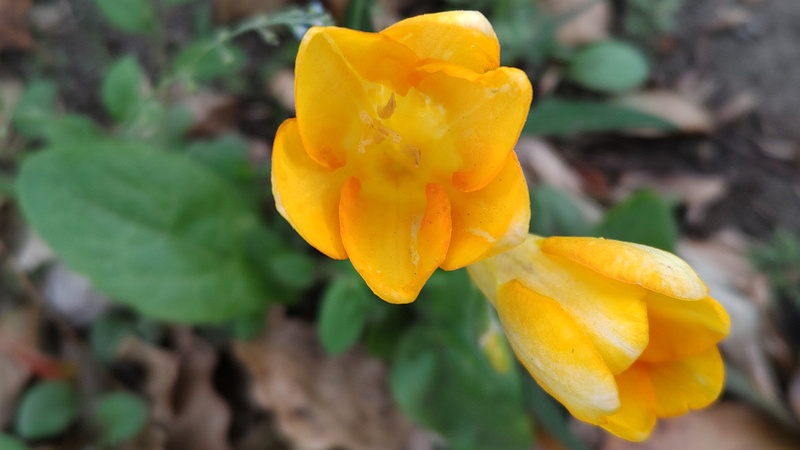 フリージアの花 東京都大田区平和島公園