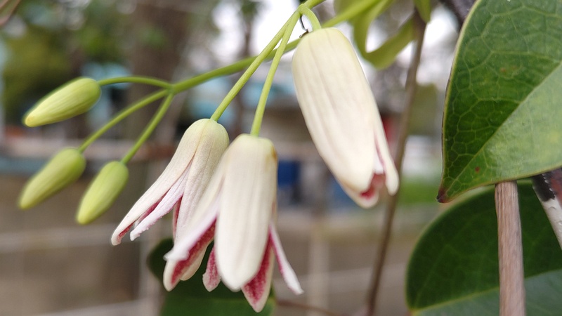 ムベの花 東京都大田区平和島公園