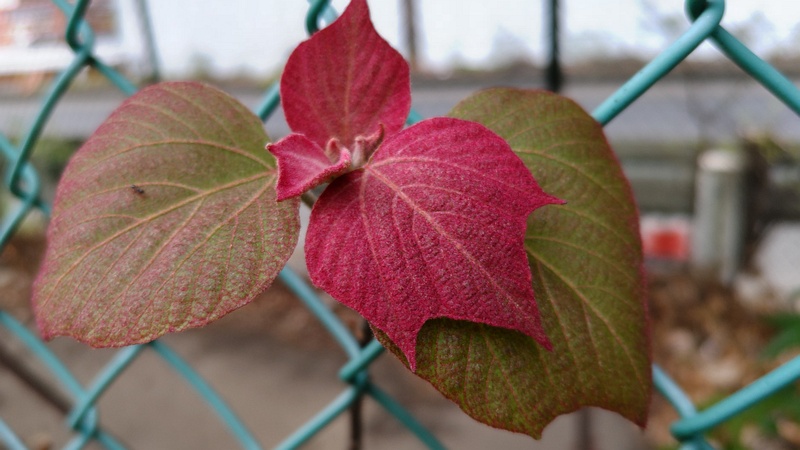 アカメガシワ 東京都大田区平和島公園