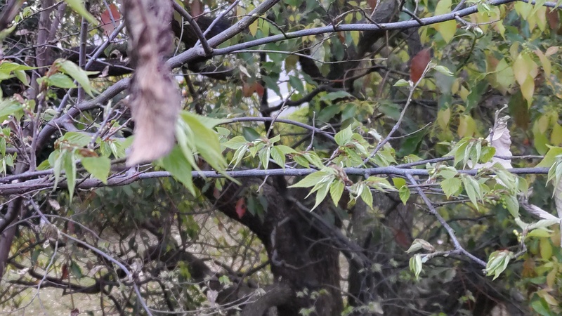 エノキの果実 東京都大田区平和島公園