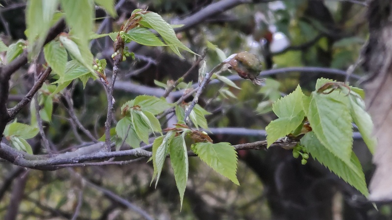 エノキの果実 東京都大田区平和島公園