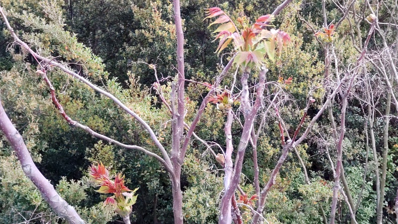 ニワウルシの若葉 東京都大田区平和島公園
