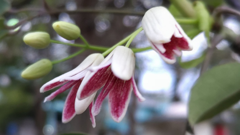 ムベの花 東京都大田区平和島公園