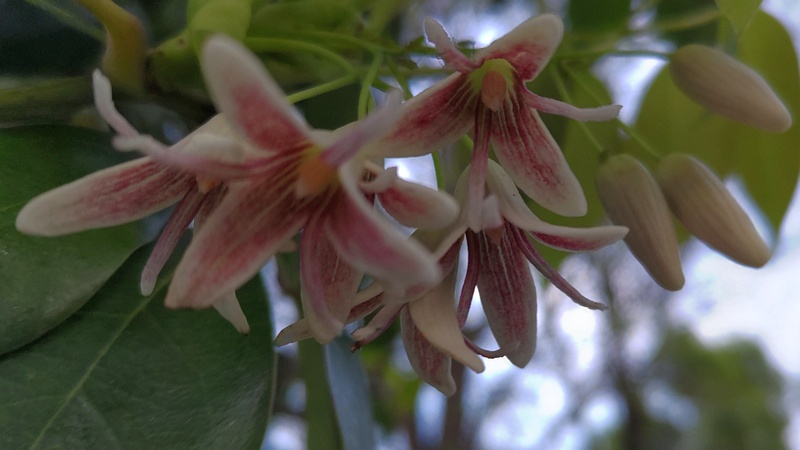 ムベの花 東京都大田区平和島公園