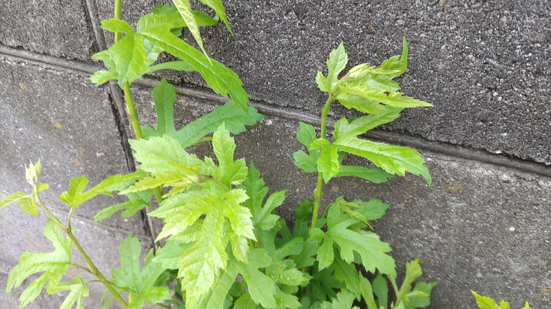 クワ 横浜市旭区中希望が丘