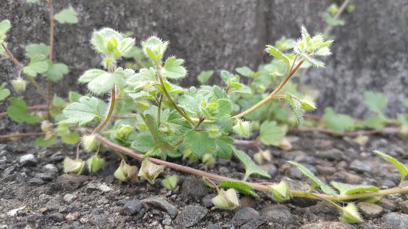 ハコベ 横浜市旭区中希望が丘