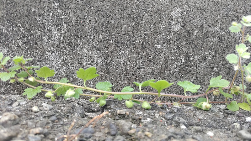 ハコベ 横浜市旭区中希望が丘