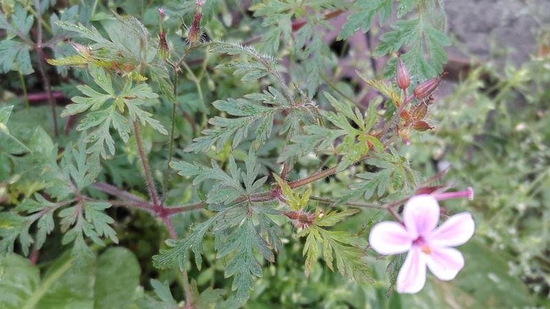 ヒメフウロの花 横浜市旭区中希望が丘