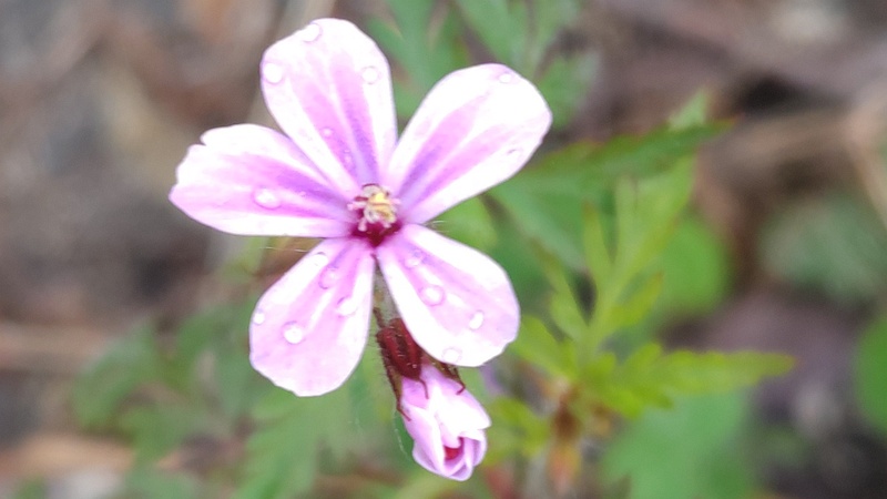 ヒメフウロの花 横浜市旭区中希望が丘