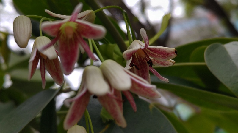 ムベの花 東京都大田区平和島公園