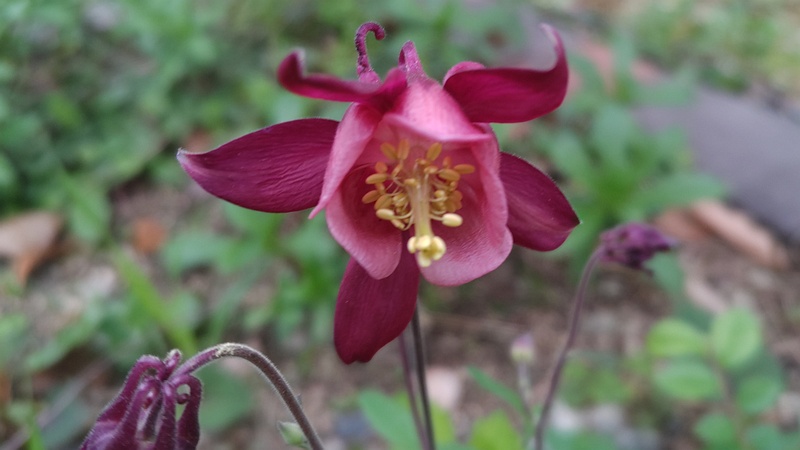 セイヨウオダマキの花 東京都大田区平和島公園