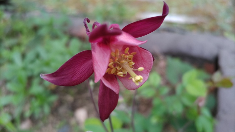 セイヨウオダマキの花 東京都大田区平和島公園