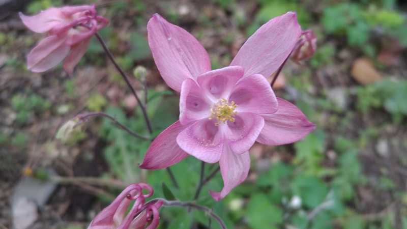 セイヨウオダマキの花 東京都大田区平和島公園