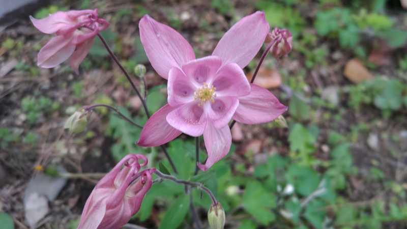 セイヨウオダマキの花 東京都大田区平和島公園
