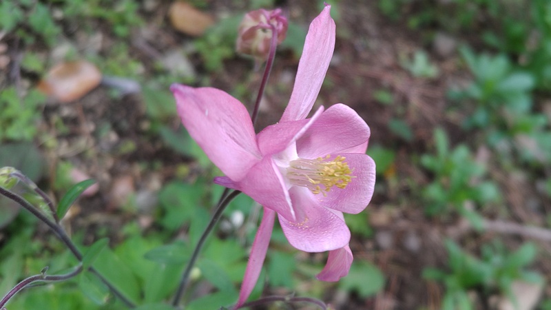 セイヨウオダマキの花 東京都大田区平和島公園