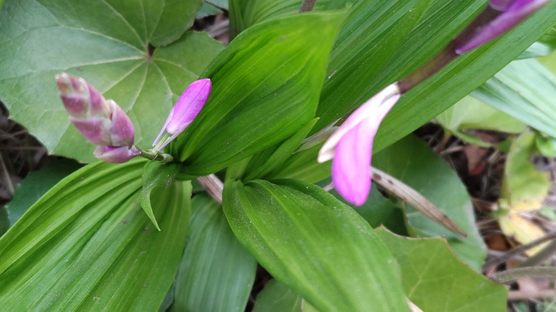シランの花 東京都大田区平和島公園