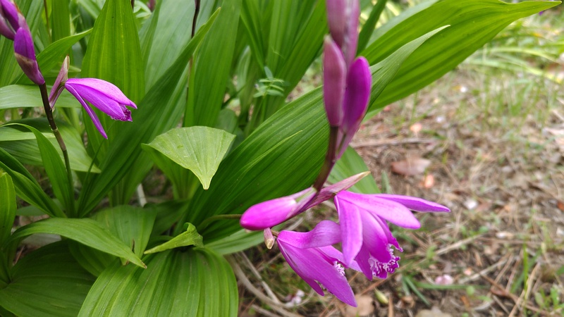 シランの花 東京都大田区平和島公園