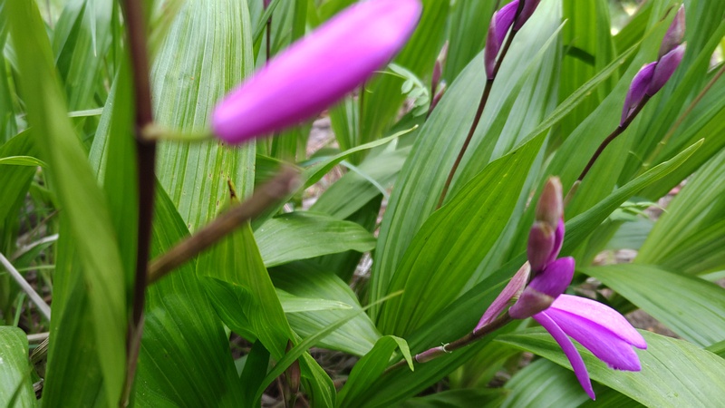 シランの花 東京都大田区平和島公園