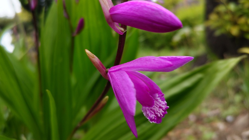 シランの花 東京都大田区平和島公園