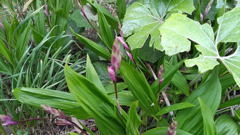 シランの花 東京都大田区平和島公園