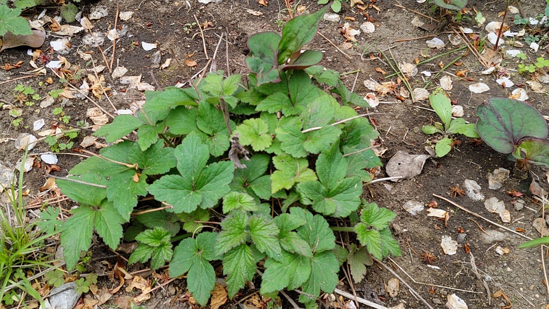 フジバカマ 東京都大田区平和島公園