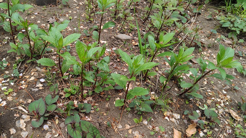 フジバカマ 東京都大田区平和島公園
