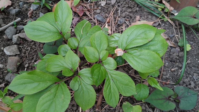 シャクヤク 東京都大田区平和島公園