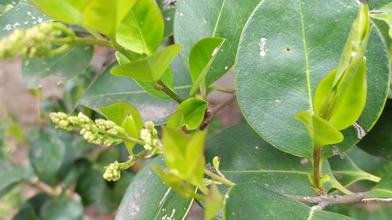ネズミモチの蕾 東京都大田区平和島公園